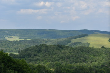 Fototapeta premium forest spring nature scenery 