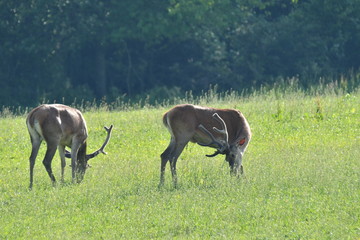 herd of stag and deers on the meadow grazing 