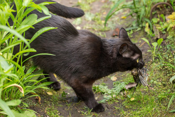Black cat in the green grass with a caught bird in its mouth