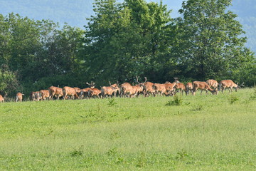 herd of stag and deers on the meadow grazing 