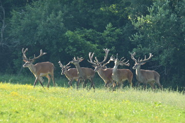 Naklejka na ściany i meble herd of stag and deers on the meadow grazing 