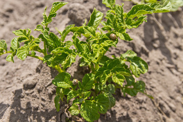 Feeding larvae of the Colorado potato beetle on potato leaf