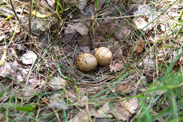 Quail eggs in the nest in their natural habitat, in the woods.