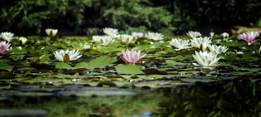 Photo sur Plexiglas fleur de lotus Image d& 39 une fleur de lotus (nénuphar) sur l& 39 eau