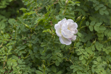 Blossom of White Wild Rose