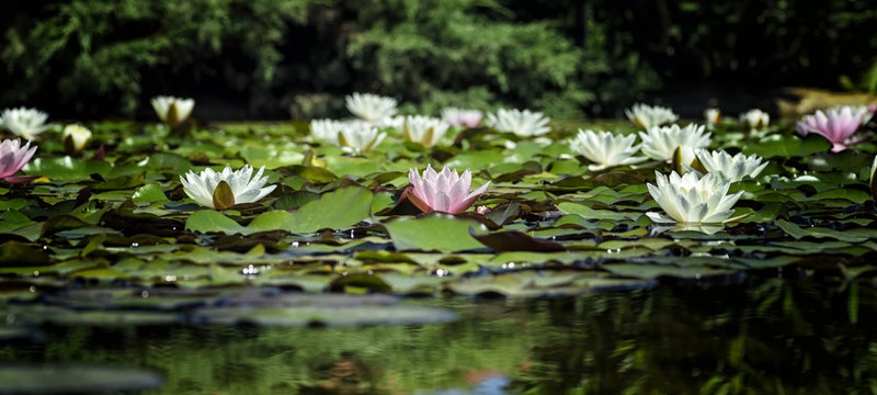 Image of a lotus flower (waterlily) on the water