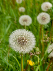 Ettenheim, Germany - Countryside 21