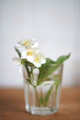 A sprig of jasmine in a glass with water on a wooden table against a white wall background