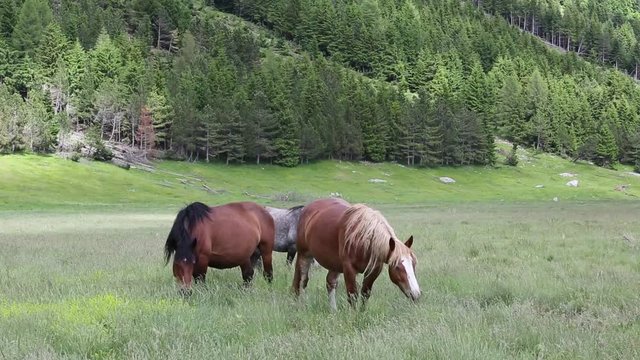 Cavalli pascolano liberi, Gran Sasso
