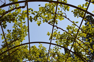 cielo verde