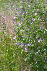 Field violet flowers. Summer flowers