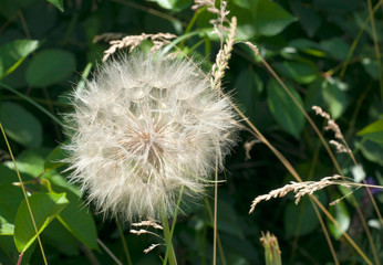 Big dandelion. Summer flowers