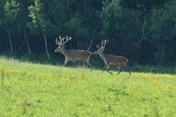 herd of stag and deers on the meadow grazing 