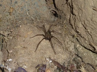 Winkelspinne