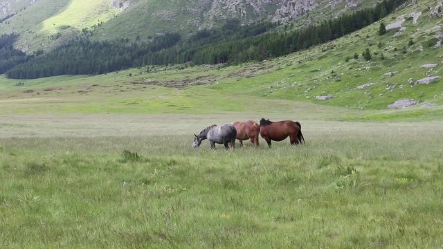 Cavalli pascolano liberi, Gran Sasso