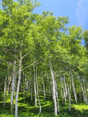 田沢湖高原の白樺 新緑