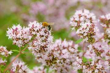Obraz premium The bee collects pollen on the inflorescences of oregano