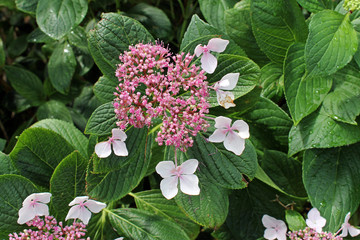 Kletterhortensie in rosa
