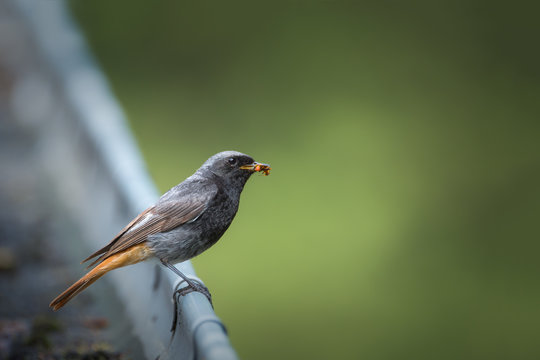 Rouge queue avec un insecte dans le bec