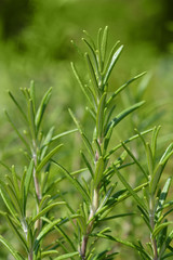 Rosemary close up