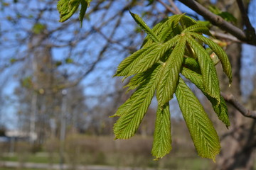 Green Tree Leaves