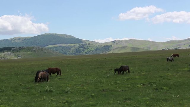 Cavalli pascolano liberi, Gran Sasso