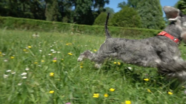 Dog running on the meadow with his owner, slow motion shot at 240fps, steadycam shot
