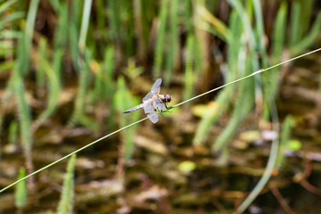 dragonfly on a culm at a pond - Libellula quadrimaculata