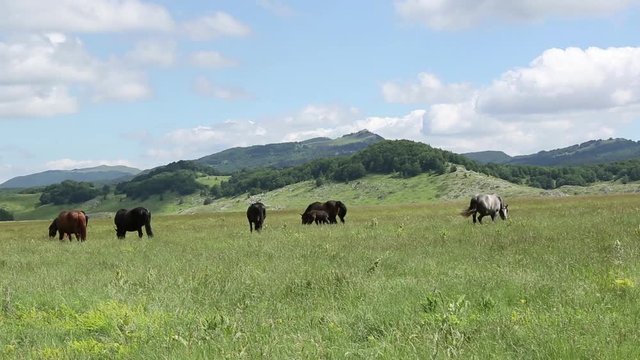 Cavalli pascolano liberi, Gran Sasso