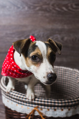 Jack Russell Terrier in brown basket. Dog in a trendy red bandana. The dog looks at the camera. Dark wooden background.
