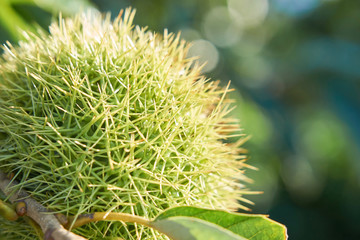 毬栗　マクロ撮影