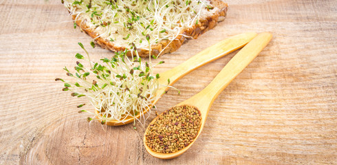 Fresh alfalfa sprouts and seeds - closeup.