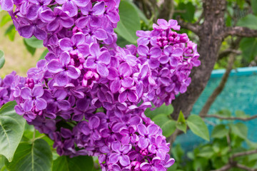 Obraz premium Blooming lilac on a leaf background.