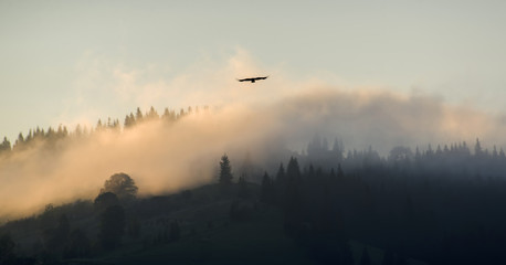 The bird hovers over the evening mist in the mountains