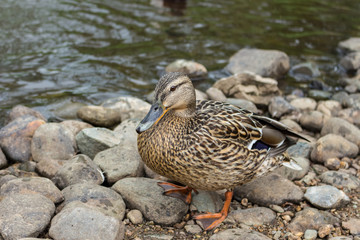 Killarney National Park, Ireland - 3