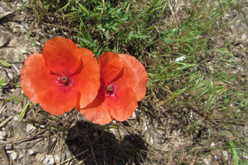 Two poppies grow in the field