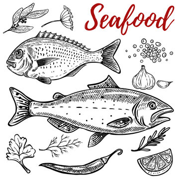 Set of hand drawn seafood illustrations isolated on white background. Design elements for poster, emblem, restaurant menu. Vector illustration