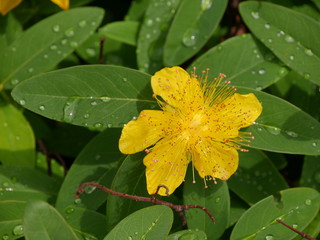 gelbe Schneeglöckchen