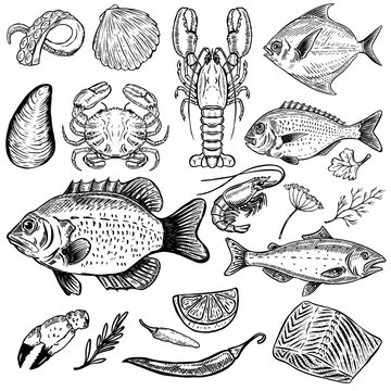 Set of hand drawn seafood illustrations isolated on white background. Fish, crab, lobster, oyster, shrimp. spices. Design elements for menu, poster. Vector illustration