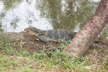 ルンピニ公園のオオトカゲ　タイ　バンコク