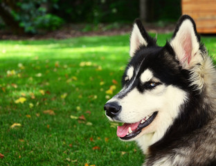 Siberian Husky smiling and panting in summer