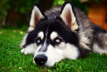 Close up view of a Siberian Husky making a sad face