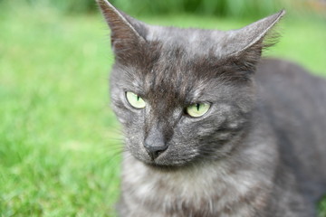 Obraz premium black domestic cat lying in the grass