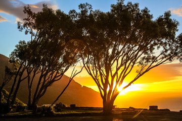 Fototapeta na wymiar Scenic landscape with african trees at sunset in the Lookout Point rest area in Hout Bay from the famous and scenic Chapman's Peak Drive in Cape Town, South Africa.