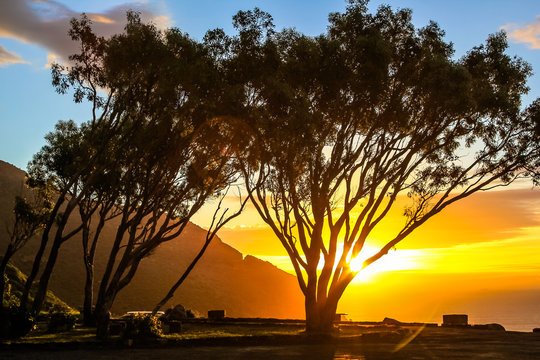 Scenic landscape with african trees at sunset in the Lookout Point rest area in Hout Bay from the famous and scenic Chapman's Peak Drive in Cape Town, South Africa.