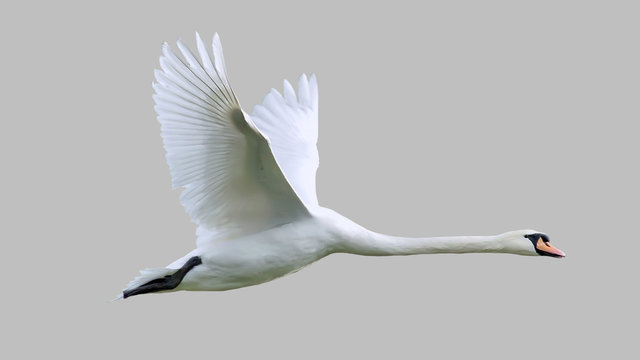 The bird is a Swan in flight.