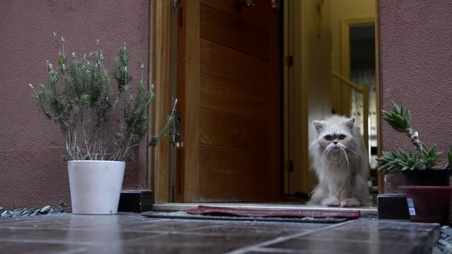 Gato siberiano en la puerta de casa.