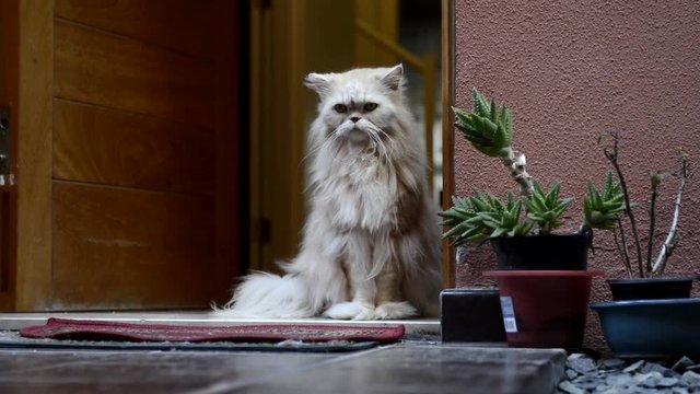 Gato siberiano en la puerta de casa.