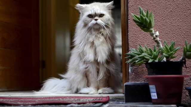 Gato siberiano en la puerta de casa.
