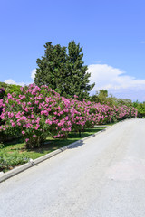 Street with oleander flowers On the island of Corfu, Greece
